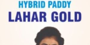 Lahar Gold Hybrid Paddy Seeds