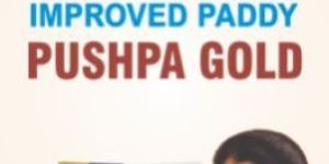 Pushpa Gold Improved Paddy Seeds