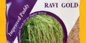 Ravi Gold Improved Paddy Seeds