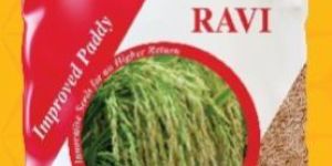 Ravi Improved Paddy Seeds