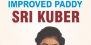 Sri Kuber Improved Paddy Seeds