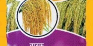 Tarak MHR-918 Hybrid Paddy Seeds