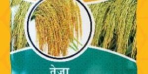 Teja MHR-936 Hybrid Paddy Seeds