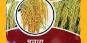 Vasudha MHR-999 Hybrid Paddy Seeds