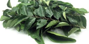 Fresh Curry Leaves