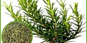Rosemary Extract