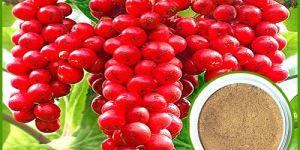 SCHISANDRE FRUIT EXTRACT