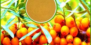 Sea Buckthorn Extract