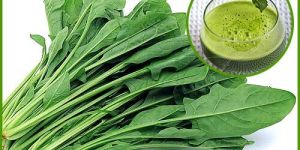 SPINACH EXTRACT