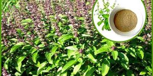 Tulsi Extract