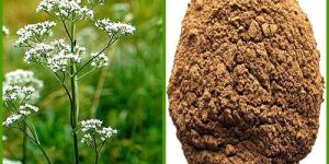 Valerian Extract