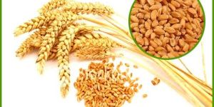 WHEAT PROTEIN EXTRACT