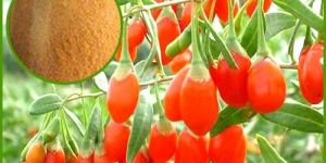 Wolfberry Fruit Extract