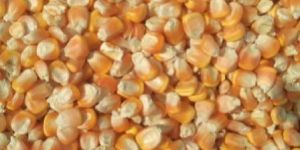 Yellow Corn Maize