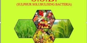 Sulphur Solubilizing Bacteria