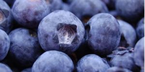 Frozen Blueberry