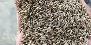 Cumin Seeds