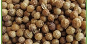 Coriandi Seeds