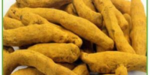 Turmeric Finger (Salem / Erode)
