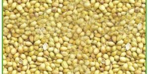 Whole Grain Coriander Seeds