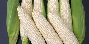 Non Gmo White Maize