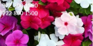 Vinca Mix