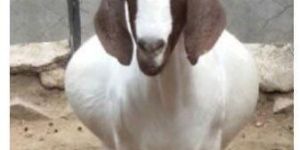Boer Female Goat