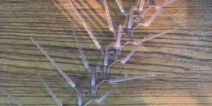 Bird Spikes