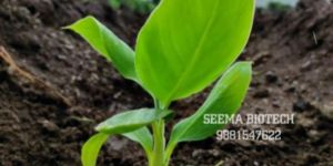 Deshi Banana Tissue Culture Plants