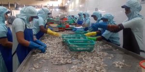 SS Shrimp Pan Setting Conveyor