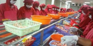 SS Shrimp Shell Peeling Conveyor