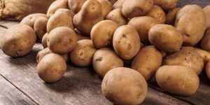 Fresh Potato