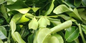 Kaffir Lemon Leaves