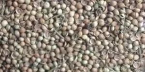 Dry Coriander Seed