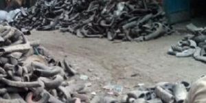 Buffalo Horn Raw Materials