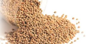 Sorghum Seeds