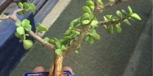 TINY BONSAI CERAMIC PLANTERS