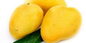 Mangoes 2