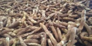 Gloriosa Superba Root