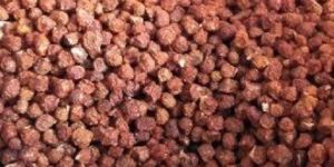 Gloriosa Superba Seeds