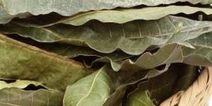Mango Leaf