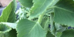 Plectranthus Amboinicus Leaf