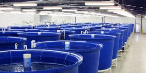 Fish Farming Tanks