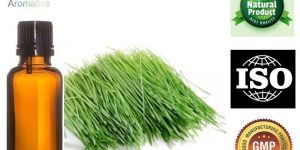 Wheat Grass Oil