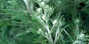 Davana Oil Essential Oil