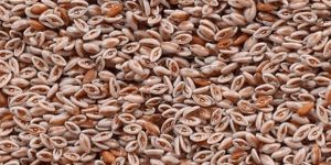 Psyllium Seed