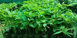 Avocado Forestry Plant