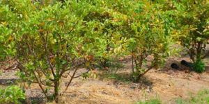 Taiwan Pink Guava Forestry Plant