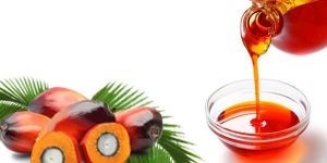 Palm Oil
