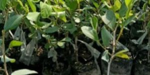 Road Side Plantation